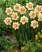 Narzisse (Narcissus) 'Romantic Paradise'