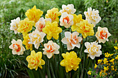 Narzisse (Narcissus) 'Paradise', Mischung