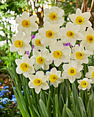 Narzisse (Narcissus) 'Jack Sparrow'