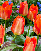 Tulpe (Tulipa) 'Park Dreamway'