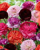 Ranunkeln Romance (Ranunculus), Mischung, Pink, Purpur