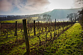 Morning in a Sussex vineyard in the shadow of the South Downs