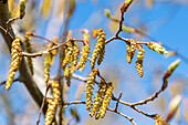 European hornbeam (Carpinus betulus), branches with flowering catkins