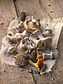 Various fresh forest mushrooms