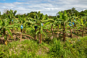 Banana plantation, Costa Rica