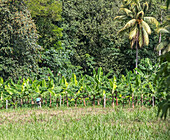 Banana plantation, Costa Rica
