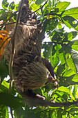 Hoffmann's two-toed sloth