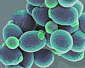 Candida yeast cells, SEM