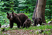 Eurasian brown bear and cubs
