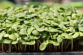 Bed of sunflower sprouts