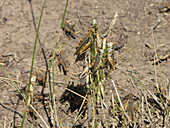 Crops destroyed by grasshoppers