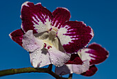 Orchid (Dendrobium nobile) flowers
