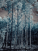 Forest, infrared image