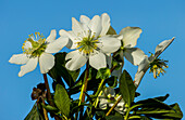 Christmas rose (Helleborus niger) flowers