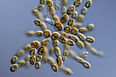 Phaeothamnion sp. algae, light micrograph
