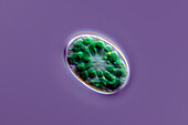Glaucocystis sp. alga, light micrograph