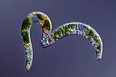 Euglena mutabilis algae, light micrograph