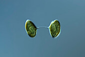 Cryptomonas lundii algae, light micrograph