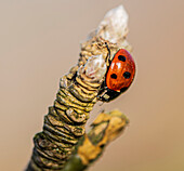 Ladybird on a Laburnum twig