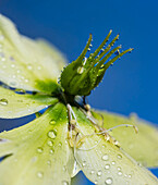 Christmas rose (Helleborus niger) reproductive parts