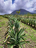 Pineapples growing on a farm