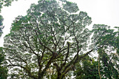 Kapok tree