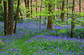 Bluebells (Hyacinthoides non-scripta)