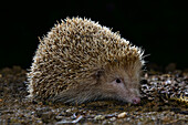 Leucistic hedgehog