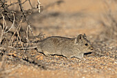 Bush Karoo rat foraging