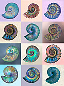 Iridescent fossil ammonites and nautiluses, illustration