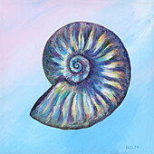 Iridescent fossil ammonite, illustration