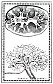 Human kidneys, 18th century illustration