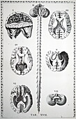 Brain and spinal chord, 18th century illustration