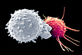 T cell attacking cancer cell, illustration