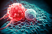 T cell attacking cancer cell, illustration