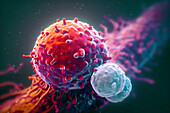 T cells attacking cancer cell, illustration