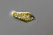 Euglena alga, light micrograph