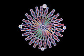 Assorted diatoms, light micrograph