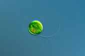 Trachelomonas volvocinopsis alga, light micrograph