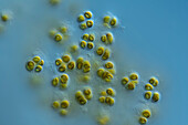 Chrysotila lamellosa algae, light micrograph