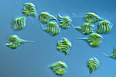 Monomorphina reeuwykiana algae, light micrograph