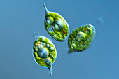 Phacus ranula algae, light micrograph