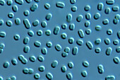 Synechococcus algae, light micrograph