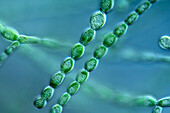 Batrachospermum turfosum algae, light micrograph