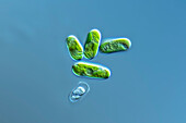Spirogloea muscicola algae, light micrograph