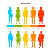 Body mass index, illustration
