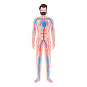 Cardiovascular system, illustration