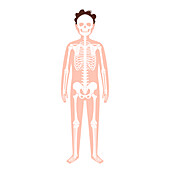 Skeleton, illustration
