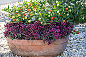 Korallenstrauch (Solanum pseudocapsicum) mit Früchten in Blumenschale