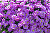 Bushy aster (Aster dumosus) in the bed